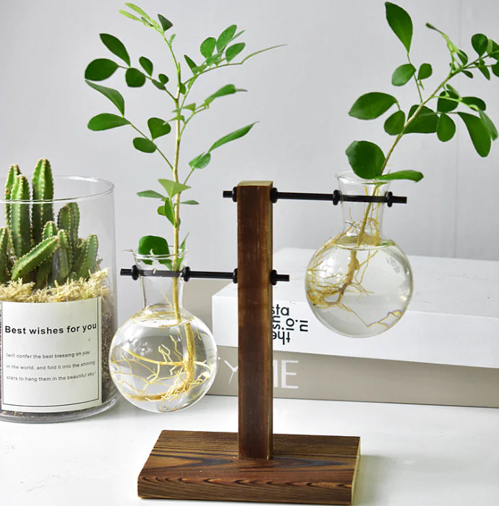 Creative Hydroponic Pothos in Modern Glass Vase