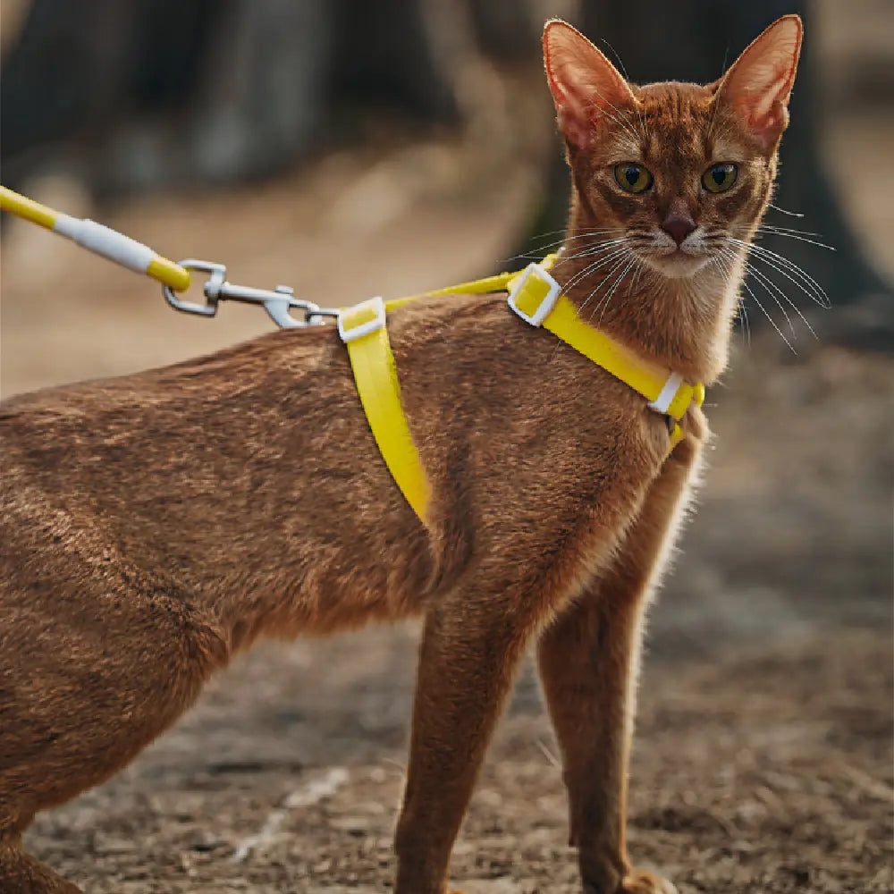 Pet Anti-Breakaway Traction Rope for Safety and Control