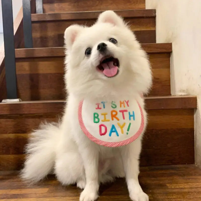 Embroidery Dog Bib and Saliva Towel for Pets